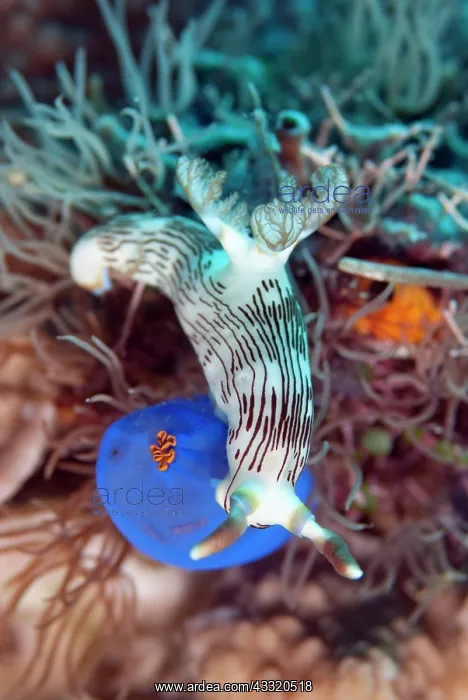 : Lined Nembrotha Nudibranch - feeding on Sea Squirt : Lined Nembrotha Nudibranch - feeding on Sea Squirt