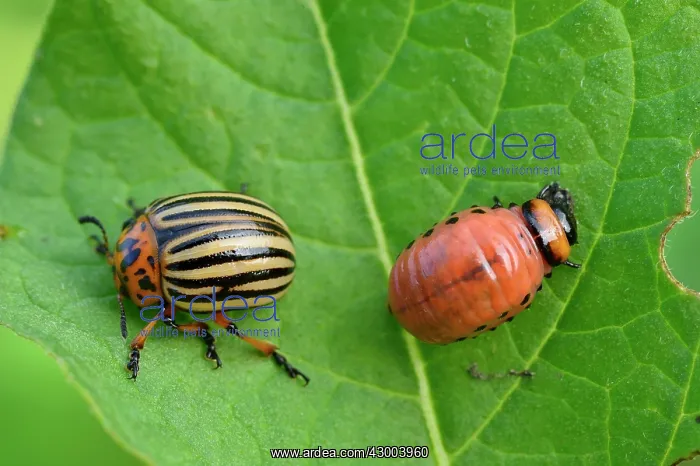 : Ten Lined Potato Beetle Colorado Beetle Ten Striped : Ten Lined Potato Beetle Colorado Beetle Ten Striped