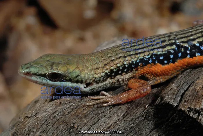 : Lined Rainbow Skink : Lined Rainbow Skink