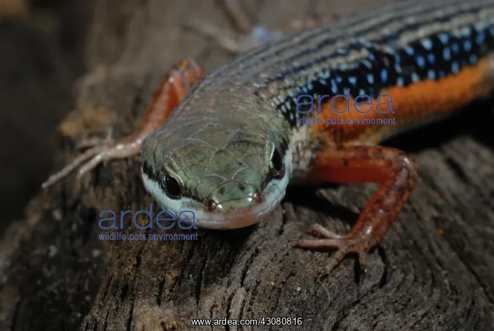 : Lined Rainbow Skink : Lined Rainbow Skink