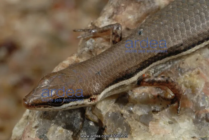 : Lined Rainbow Skink : Lined Rainbow Skink