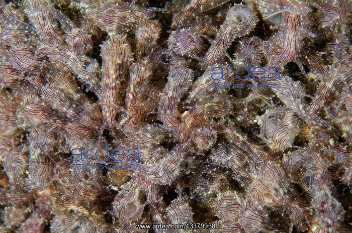 : Lined Sea Hare cornucopia : Lined Sea Hare cornucopia