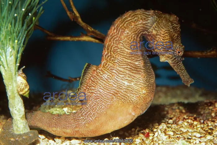 : Lined Seahorse : Lined Seahorse