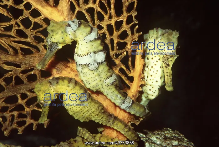  : LINED SEAHORSE - three on coral
