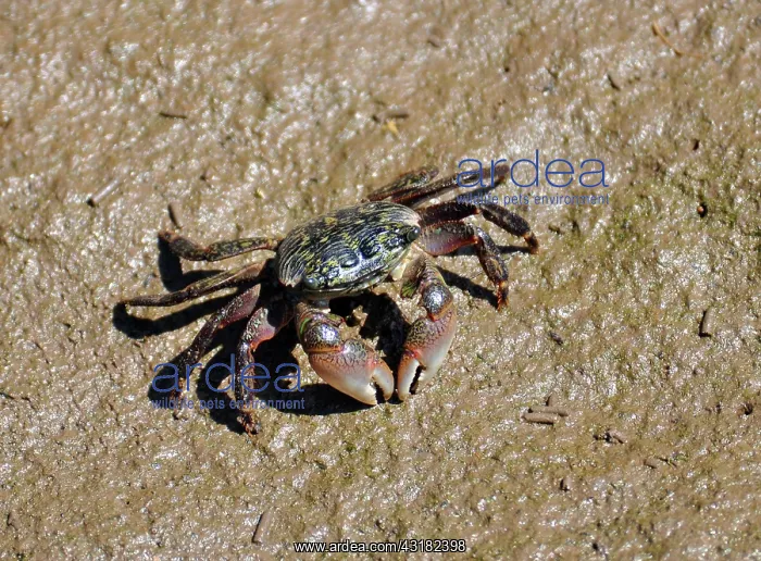 : Lined Shore Crab : Lined Shore Crab