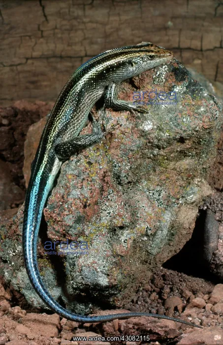 : Five Lined Skink : Five Lined Skink