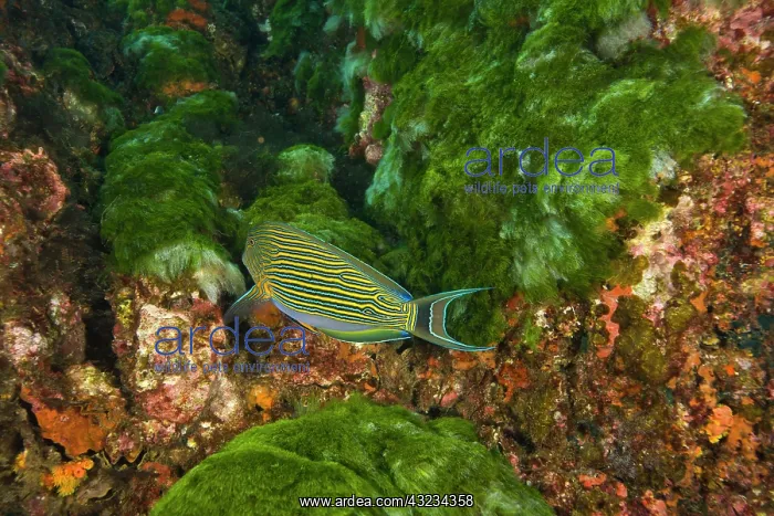: Lined Surgeonfish (Acanthurus lineatus) : Lined Surgeonfish (Acanthurus lineatus)