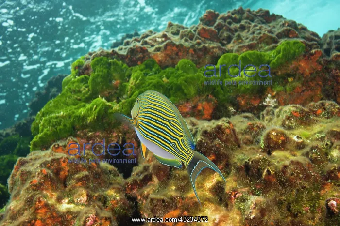 : Lined Surgeonfish (Acanthurus lineatus) : Lined Surgeonfish (Acanthurus lineatus)