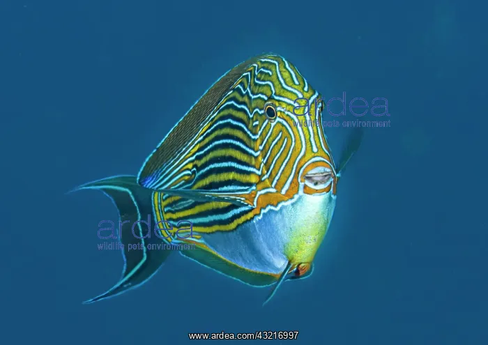  : Lined surgeonfish (Acanthurus lineatus) in blue