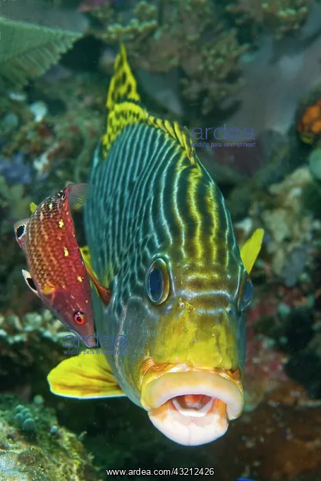  : Lined sweetlip fish is being cleaned by