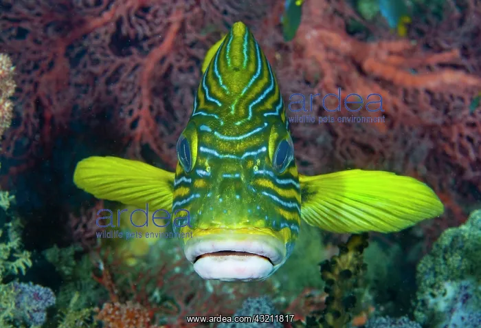 : Lined sweetlip fish (Plectorhinchus) amid : Lined sweetlip fish (Plectorhinchus) amid