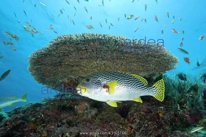  : Lined sweetlips Plectorhinchus lineatus under a flat table h