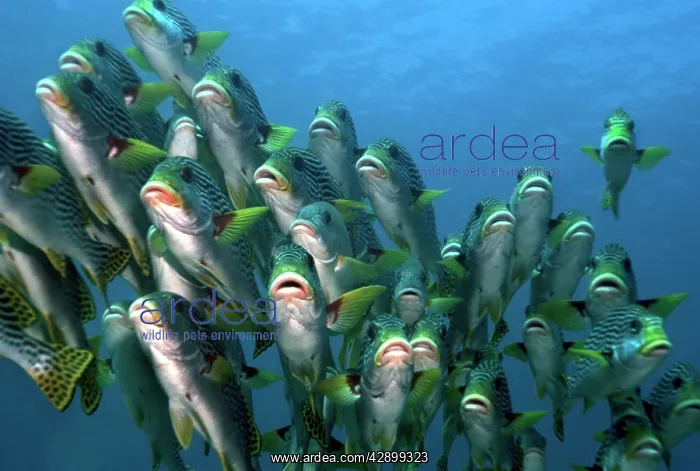 : Lined Sweetlips - shoal : Lined Sweetlips - shoal