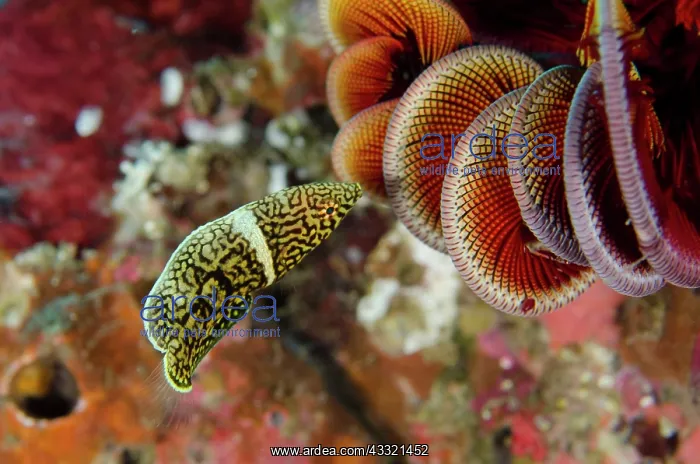 : Lined Wrasse - juvenile : Lined Wrasse - juvenile