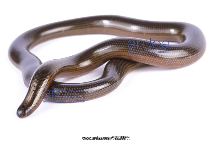 : Lineolate blind snake (Afrotyphlopinae lineolatus) : Lineolate blind snake (Afrotyphlopinae lineolatus)