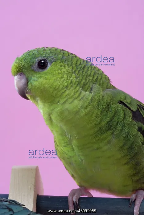 : Lineolated Parakeet : Lineolated Parakeet