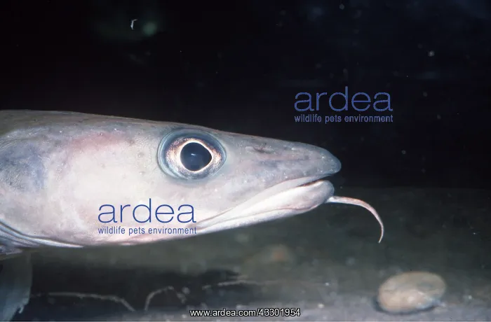 : LING - view of head : LING - view of head