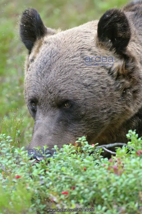: Lingonberry : Lingonberry