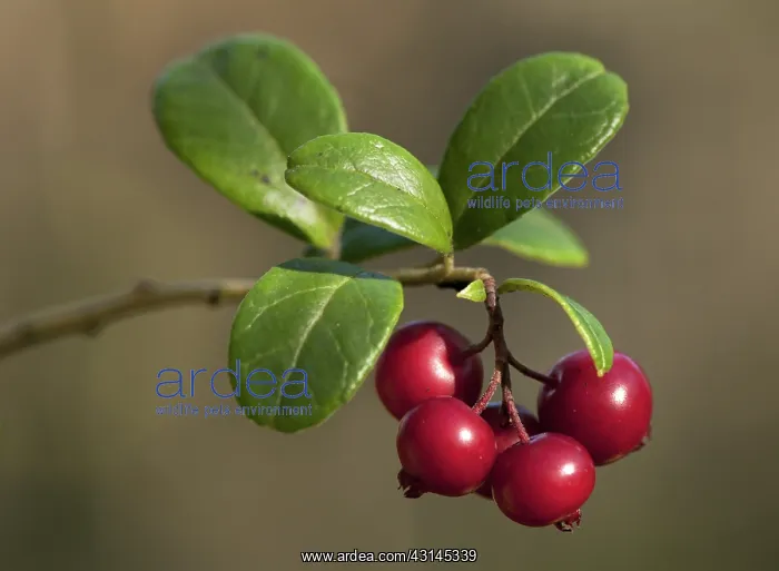 : Lingonberry : Lingonberry