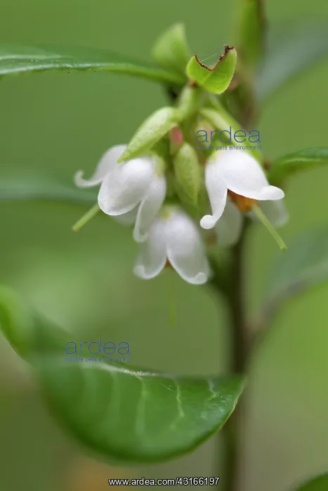 : Lingonberry : Lingonberry