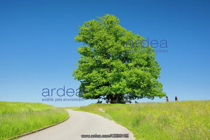 : Linn lime tree, large ancient lime tree stands lonely : Linn lime tree, large ancient lime tree stands lonely