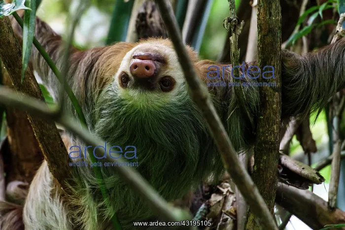 : Linnaeus's two-toed sloth (Choloepus didactylus) : Linnaeus's two-toed sloth (Choloepus didactylus)