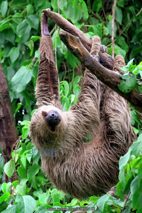 : Linnaeus's two-toed sloth (Choloepus didactylus) : Linnaeus's two-toed sloth (Choloepus didactylus)
