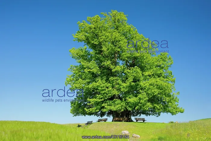 : Linner Lime tree, large ancient lime tree stands : Linner Lime tree, large ancient lime tree stands