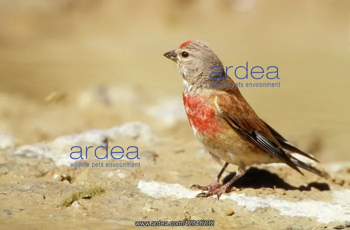  : Linnet (Carduelis cannabina)