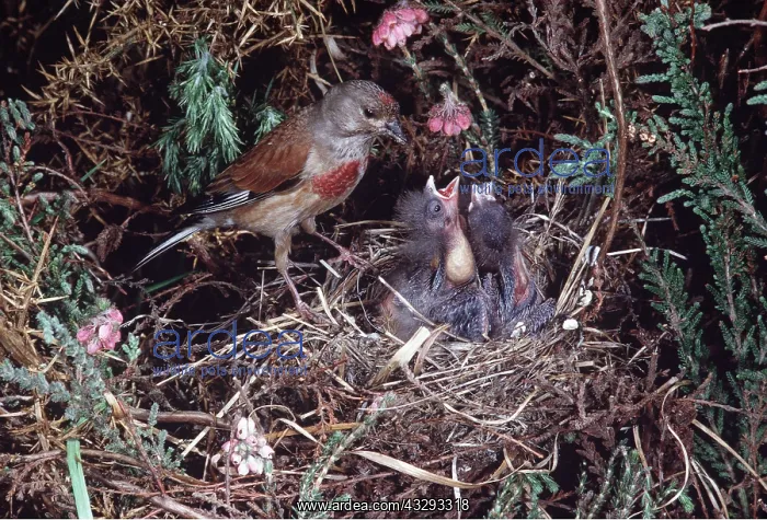 : LINNET - Adult at nest, with young : LINNET - Adult at nest, with young