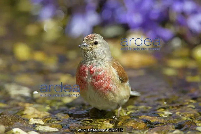  : Linnet bathing male