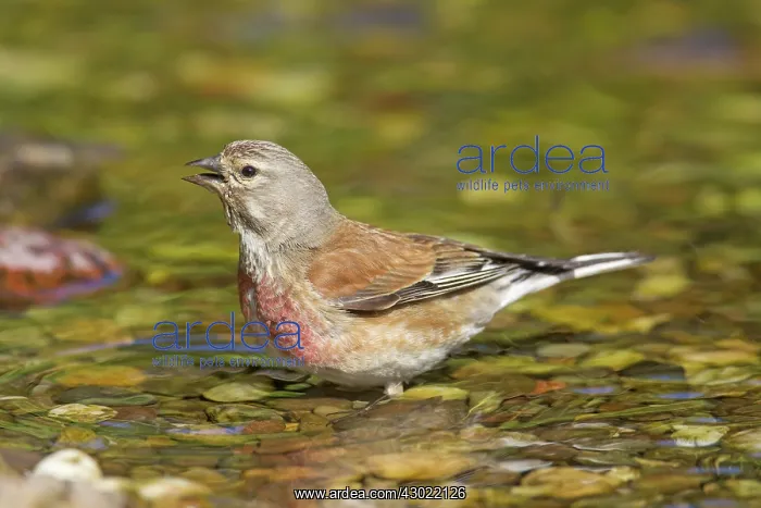  : Linnet bathing male