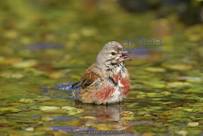  : Linnet bathing male