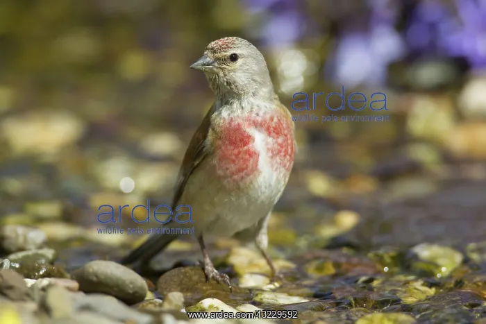  : Linnet bathing male