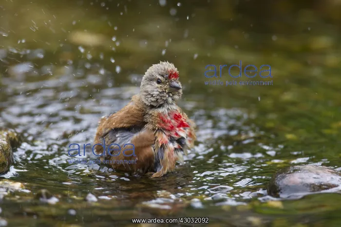  : Linnet - bathing male - Germany