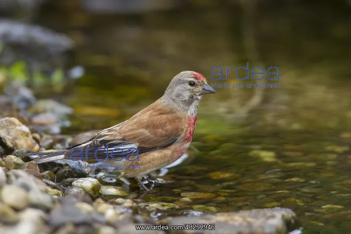  : Linnet - bathing male - Germany