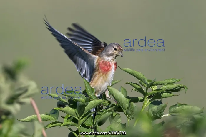 : Linnet (Carduelis cannabina) male perched on branch : Linnet (Carduelis cannabina) male perched on branch