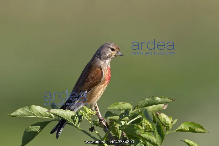 : Linnet (Carduelis cannabina) male perched on branch : Linnet (Carduelis cannabina) male perched on branch