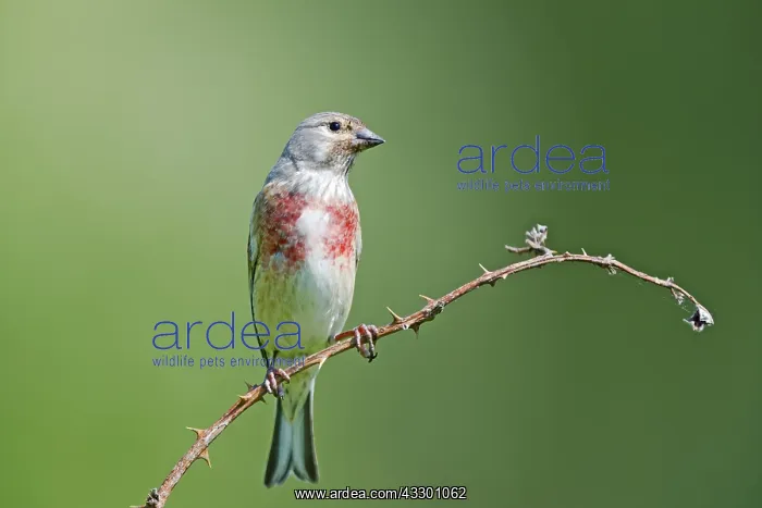 : Linnet (Carduelis cannabina) resting on a Rubes : Linnet (Carduelis cannabina) resting on a Rubes
