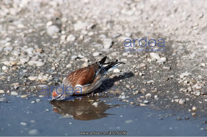: LINNET - drinking : LINNET - drinking