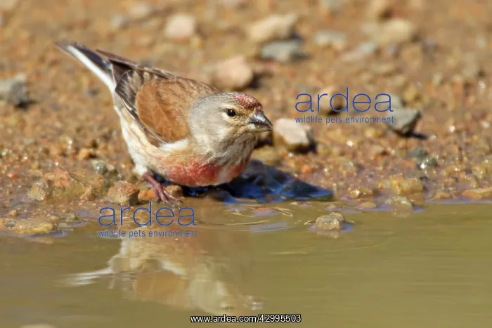 : Linnet - drinking at puddle : Linnet - drinking at puddle