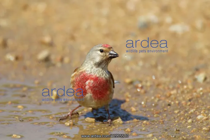: Linnet - drinking at puddle : Linnet - drinking at puddle