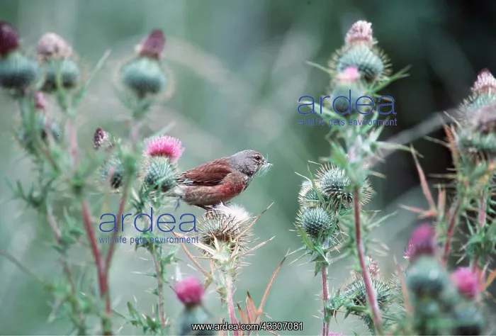 : LINNET - feeding : LINNET - feeding