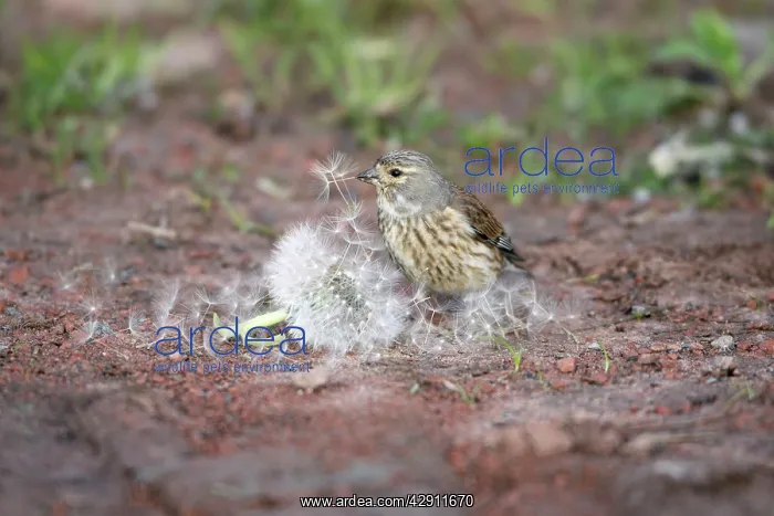 : Linnet - female feeding on Dandelion seeds : Linnet - female feeding on Dandelion seeds