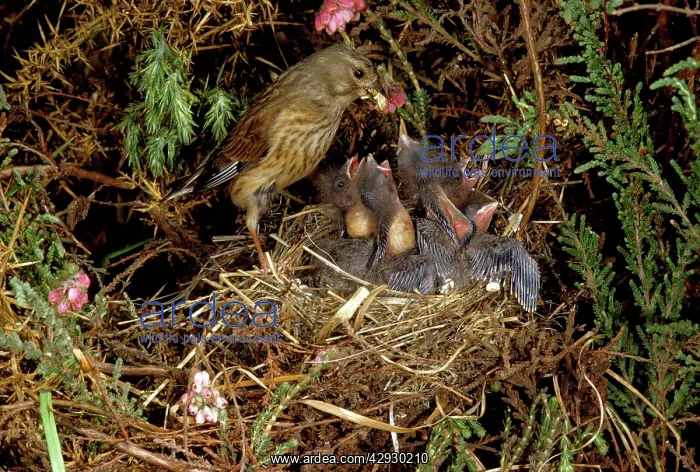: Linnet - female at nest feeding young : Linnet - female at nest feeding young