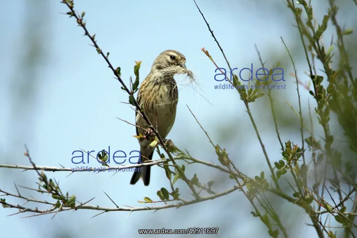 : Linnet - female with nest material in beak : Linnet - female with nest material in beak