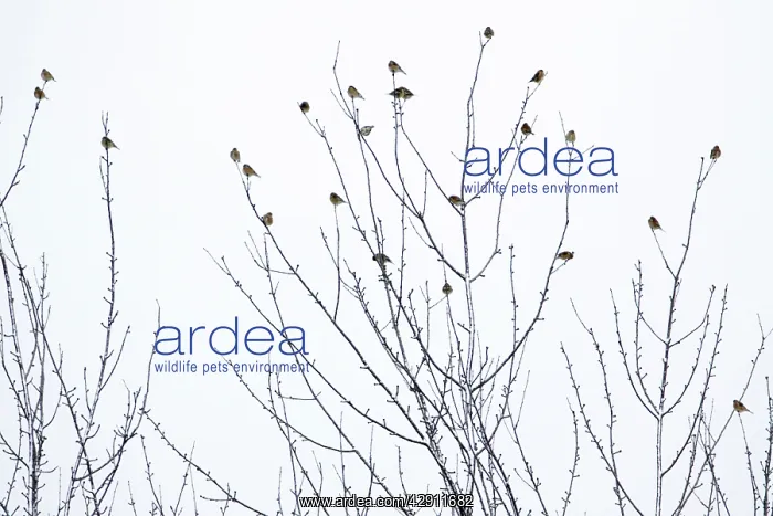 : Linnet - flock perched on bare tree in winter : Linnet - flock perched on bare tree in winter
