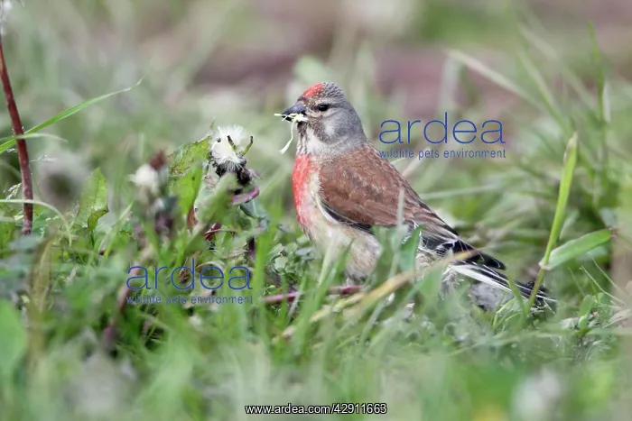 : Linnet - male feeding on Dandelion seeds : Linnet - male feeding on Dandelion seeds