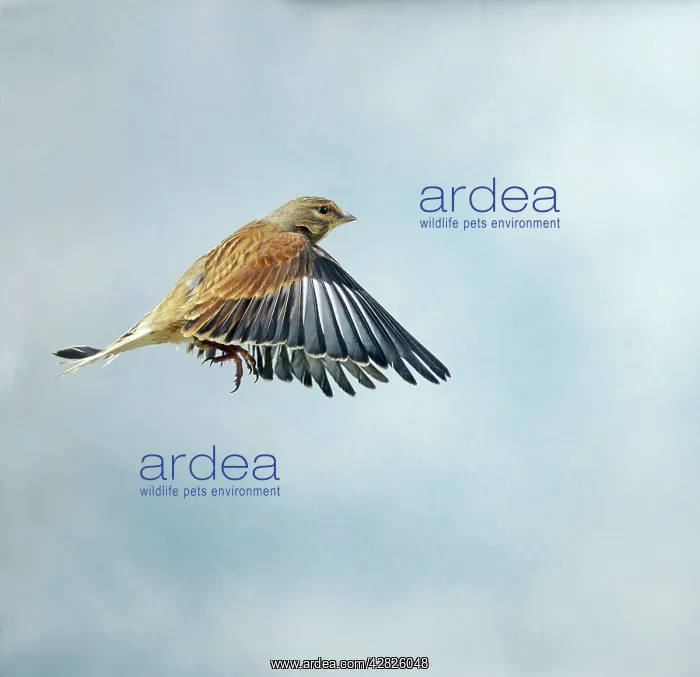 : Linnet - Male in flight side view wings down winter plumage : Linnet - Male in flight side view wings down winter plumage