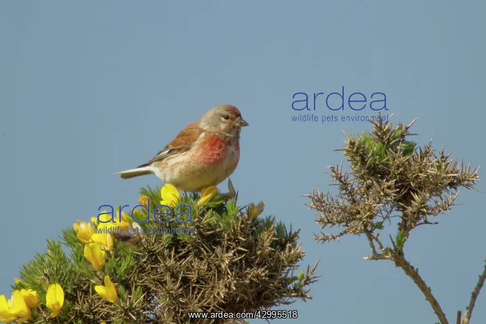 : Linnet - male on Gorse bush in Spring : Linnet - male on Gorse bush in Spring